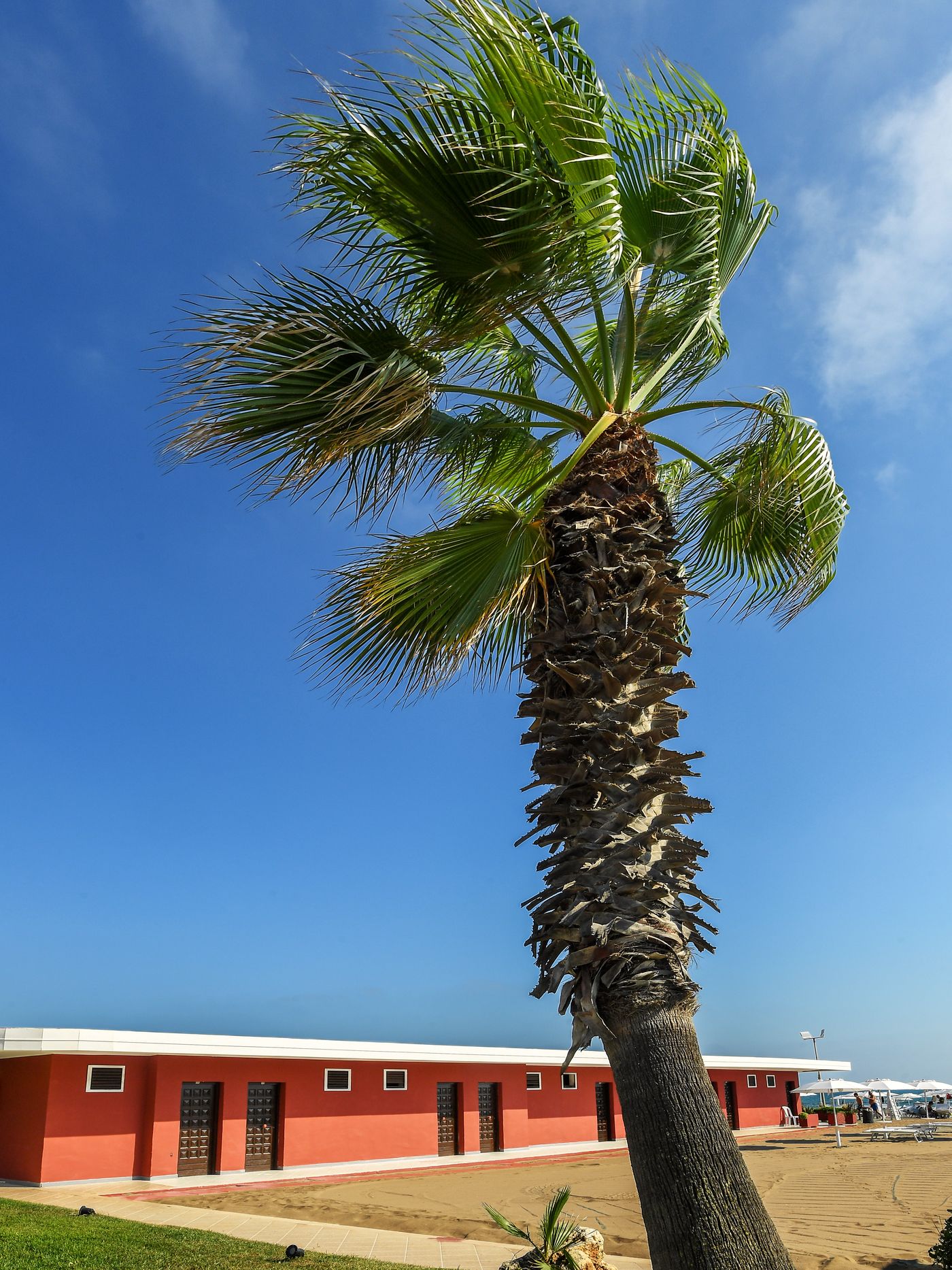 Le cabine e la palma sulla spiaggia del Marechiaro a Lido di Ostia